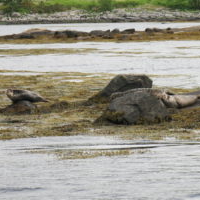 Seal Colony at Loch Etive from Etive Explorer