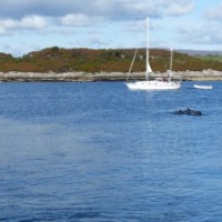 Porpoises September 2017