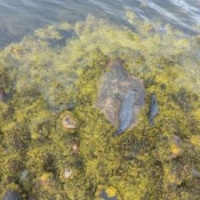 Seal and pup at Ardnellan point