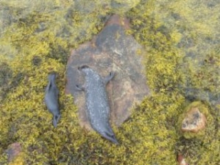 Seals basking in Loch Etive by Etive Boat Trips