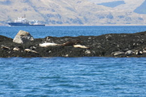 Sunbathing seals off Lismore island by etive boat trips
