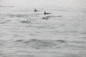 Dolphins sighted off Lismore by Etive Boat Trips