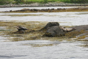 Seals basking in the sunshine in Loch Etive by Etive Boat Trips