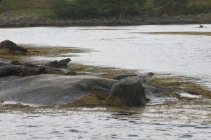 Seals at Loch Etive