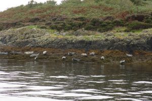 Seals at the Creags