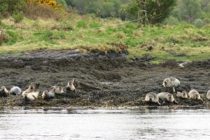 Seals on Loch Etive by Etive Boat Trips