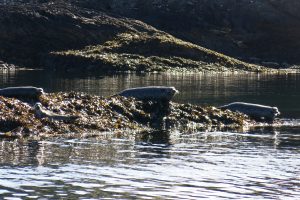 Seals at The Creag Islands