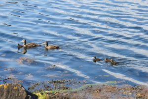 Duck family at the marina