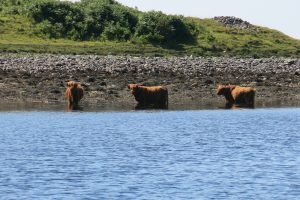 Highland Cattle at Loch Etive