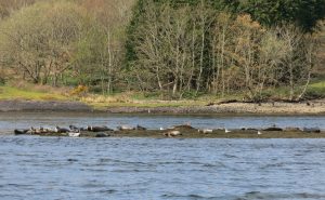 Seals at Loch Etive