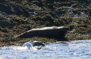 Seals at the Creags