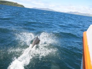 Porpoise May 2022